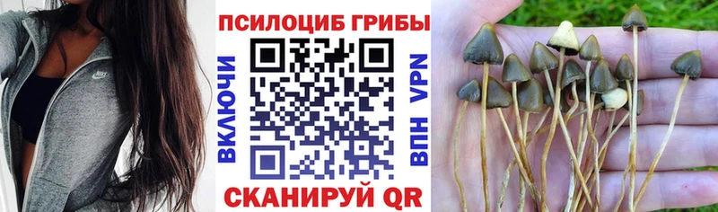 Псилоцибиновые грибы мицелий Ухта